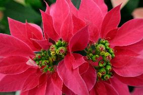 Sale Of Poinsettia Begins In Xochimilco, Mexico City