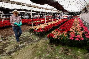 Sale Of Poinsettia Begins In Xochimilco, Mexico City