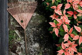 Sale Of Poinsettia Begins In Xochimilco, Mexico City