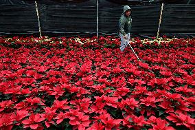 Sale Of Poinsettia Begins In Xochimilco, Mexico City