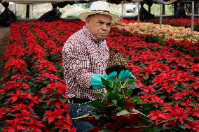 Sale Of Poinsettia Begins In Xochimilco, Mexico City