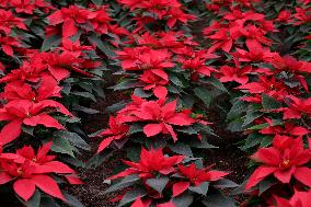 Sale Of Poinsettia Begins In Xochimilco, Mexico City