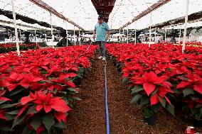 Sale Of Poinsettia Begins In Xochimilco, Mexico City