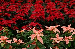 Sale Of Poinsettia Begins In Xochimilco, Mexico City