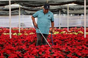 Sale Of Poinsettia Begins In Xochimilco, Mexico City