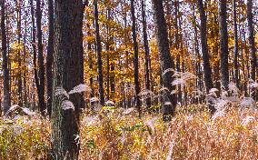 A Forest Base in Suqian