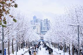 Seouls New Record First Snow - South Korea