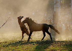 Horses Compete