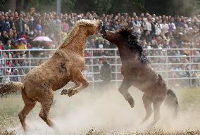 Horses Compete