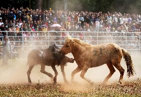 Horses Compete