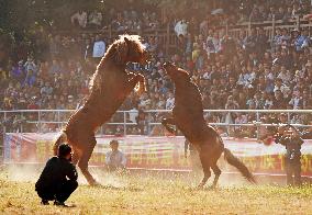 Horses Compete