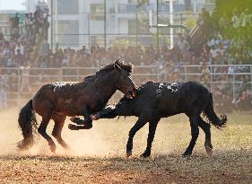 Horses Compete