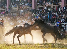 Horses Compete