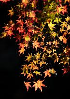 Images of Autumn Leaves