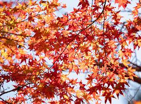 Images of Autumn Leaves