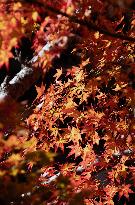 Images of Autumn Leaves