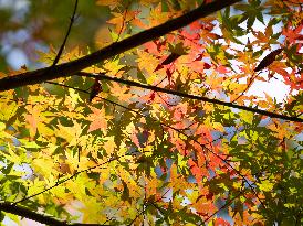 Images of Autumn Leaves