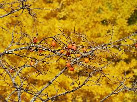 Images of Autumn Leaves