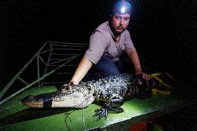 Gators Are Sensitive To Environmental Changes - Everglades