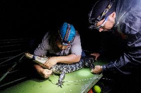 Gators Are Sensitive To Environmental Changes - Everglades