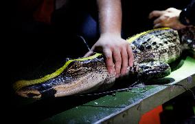 Gators Are Sensitive To Environmental Changes - Everglades