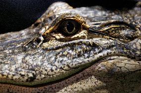 Gators Are Sensitive To Environmental Changes - Everglades