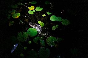 Gators Are Sensitive To Environmental Changes - Everglades