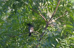 Birds In India