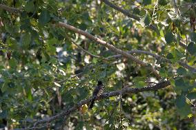 Birds In India