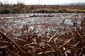 Hygam Wetland Conservation Reserve