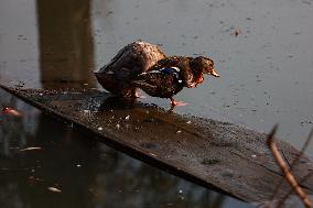 Hygam Wetland Conservation Reserve