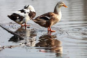 Hygam Wetland Conservation Reserve