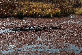 Hygam Wetland Conservation Reserve