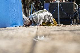 Ethiopian Jews Celebrate Sigd Holiday - Jerusalem