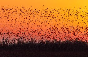 Wetland Migratory Birds