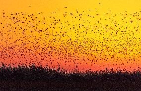 Wetland Migratory Birds