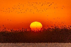 Wetland Migratory Birds