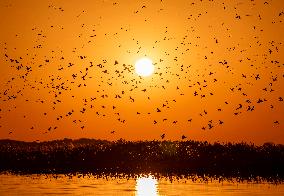 Wetland Migratory Birds