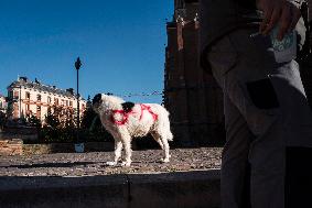 Farmers Protest - Toulouse