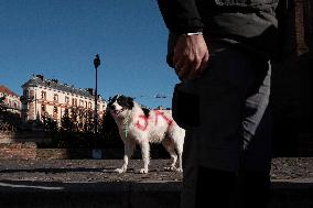 Farmers Protest - Toulouse