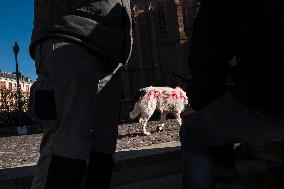 Farmers Protest - Toulouse