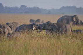 Wild Elephants Roaming In State Of Assam - India