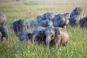 Wild Elephants Roaming In State Of Assam - India