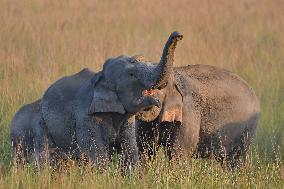 Wild Elephants Roaming In State Of Assam - India