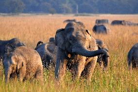 Wild Elephants Roaming In State Of Assam - India