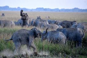 Wild Elephants Roaming In State Of Assam - India