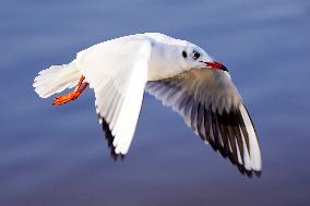 Seagulls Fly Over The Lake In Ajmer - India