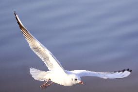 Seagulls Fly Over The Lake In Ajmer - India