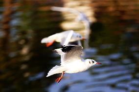 Seagulls Fly Over The Lake In Ajmer - India