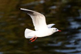 Seagulls Fly Over The Lake In Ajmer - India